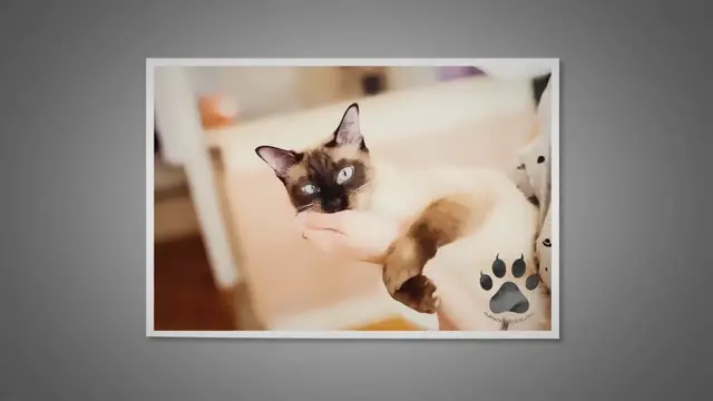 'Video thumbnail for Siamese Cat Pregnancy: Your Complete Care Guide'