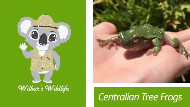 'Video thumbnail for Centralian Tree Frog'