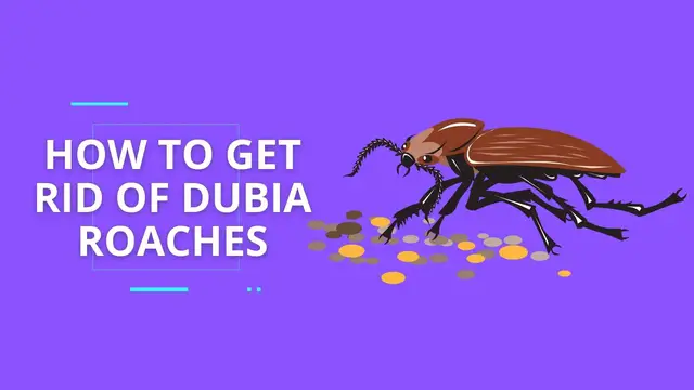 'Video thumbnail for How to Get Rid Of Dubia Roaches'