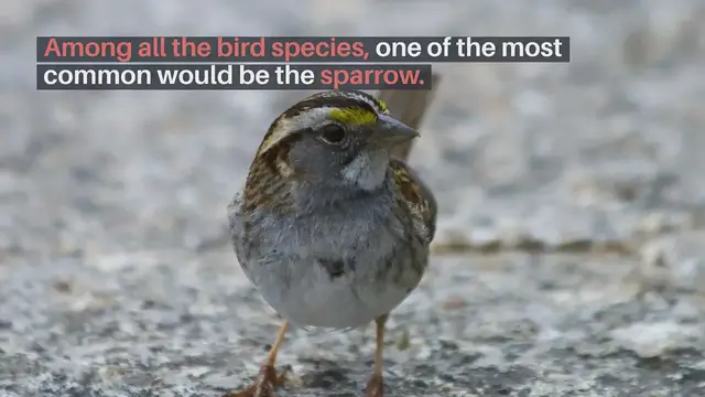 'Video thumbnail for Sparrow As Pets'