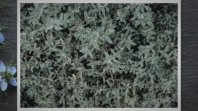 'Video thumbnail for Unleashing the Beauty and Benefits of Sedum Stonecrop: The Ultimate Guide to Ground Cover Gardening'