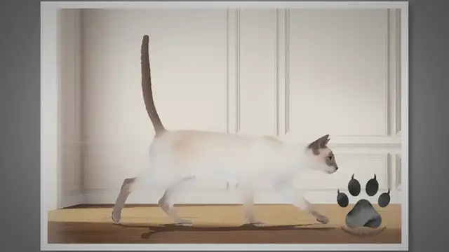 'Video thumbnail for Siamese Cat Tail Movements: What Do They Mean?'