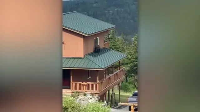 'Video thumbnail for Bear Roams Neighbors Roof Past Windows | Wild-ish TV'