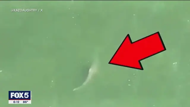 'Video thumbnail for Rockaway Beach reopens after shark sightings'