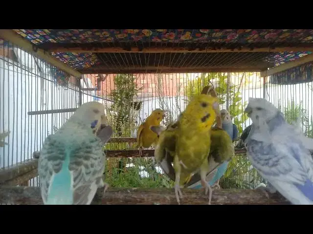 'Video thumbnail for 🛁 So baden Wellensittiche richtig 🧼 Der süßeste Anblick ever 😍 #Vogelpflege'