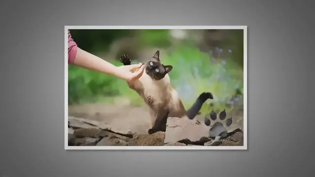 'Video thumbnail for Do Siamese Cats Need a Lot of Attention? A New Owner's Guide'