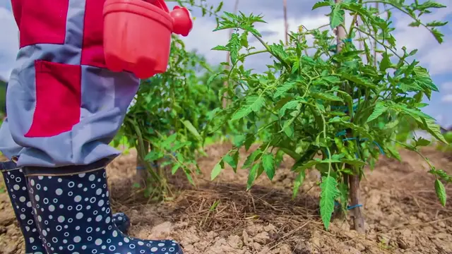 'Video thumbnail for Tips for Healthy Roots'