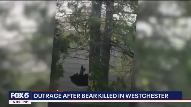 'Video thumbnail for Westchester residents outraged after black bear killed'