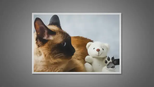 'Video thumbnail for Do Siamese Cats Make Good Emotional Support Animals?'