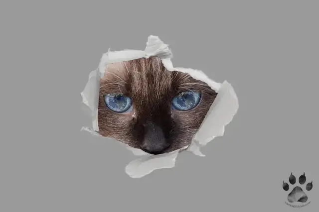 'Video thumbnail for 99 Siamese Cat Dangers'
