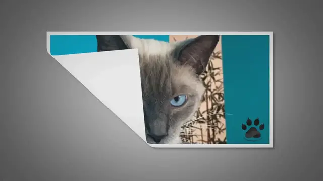 'Video thumbnail for What Is the Personality of a Siamese Cat?'