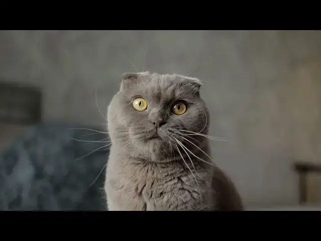 'Video thumbnail for what does it mean when cats knead'