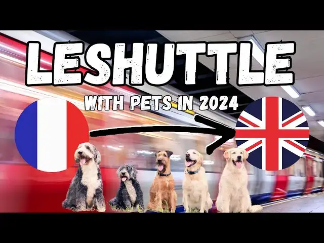 'Video thumbnail for Are You Brave Enough to Travel with 9 RESCUE PETS?'