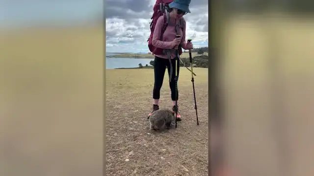 'Video thumbnail for Cute Wombat Twerks On Hiker's Poles To Scratch Butt | Wild-ish TV'
