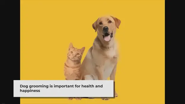 'Video thumbnail for The Essential Elements of Dog Grooming'