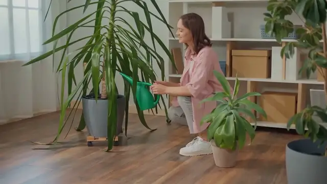 'Video thumbnail for Best Indoor Plants for Beginners'