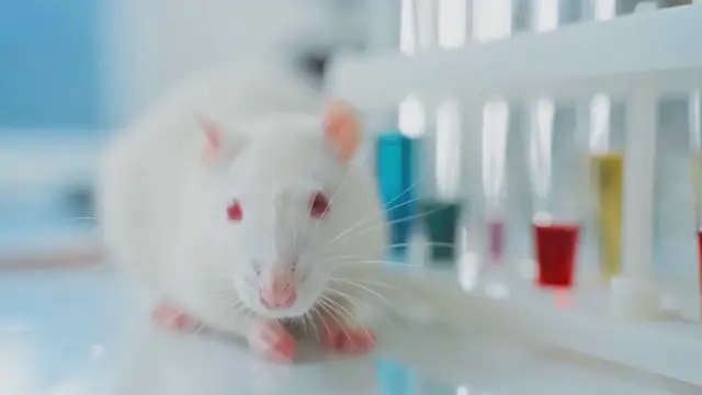 'Video thumbnail for Animal Testing: The Good, the Bad, and the Ethical'