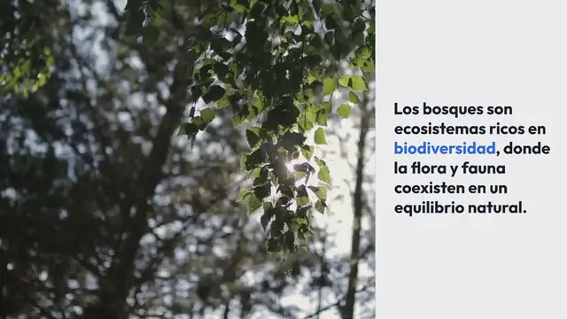 'Video thumbnail for Cuál es la flora y fauna de los bosques'