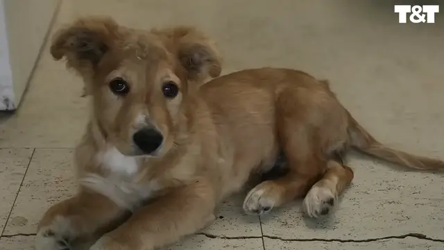 'Video thumbnail for Adorable Pup With 2 Broken Legs Refuses To Give Up On Life | Wild-ish TV'