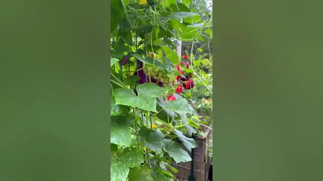 'Video thumbnail for Suburban Homestead Garden Tour! Ornamental and edibles mixed to make a beautiful garden #garden'
