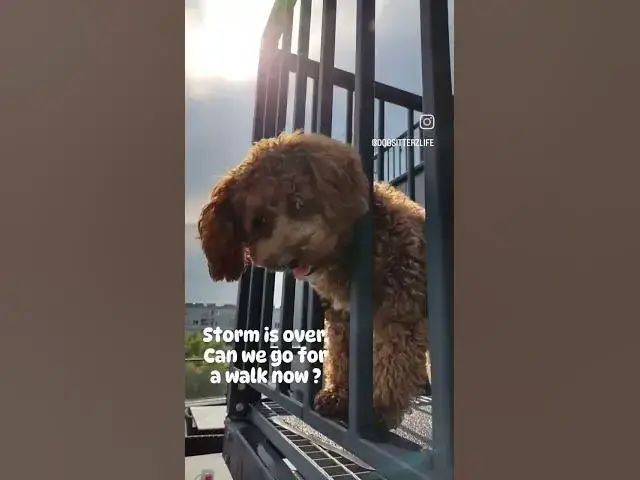 'Video thumbnail for Storm is over ⛈️ Can we go for a walk 🐾 now ? 🥺 #maltipoo'