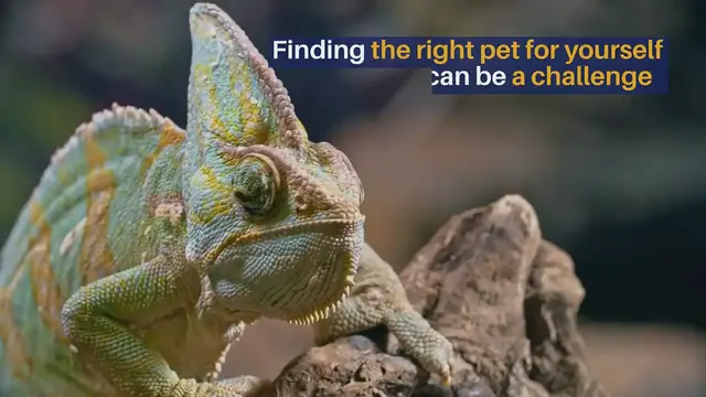 'Video thumbnail for How To Keep Your Chameleons Healthy'