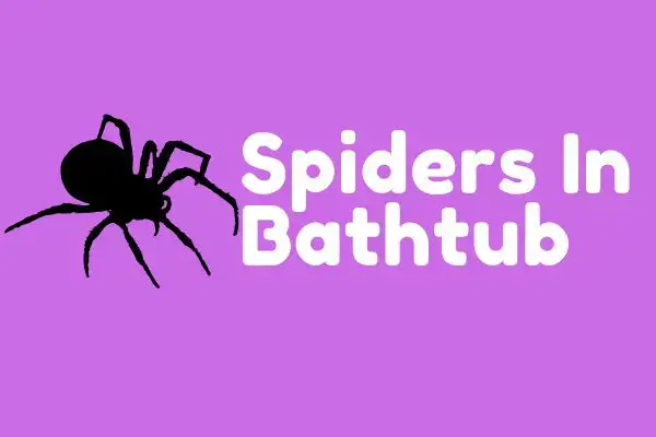 'Video thumbnail for This Is Why You Keep Finding Spiders in Your Bathtub'