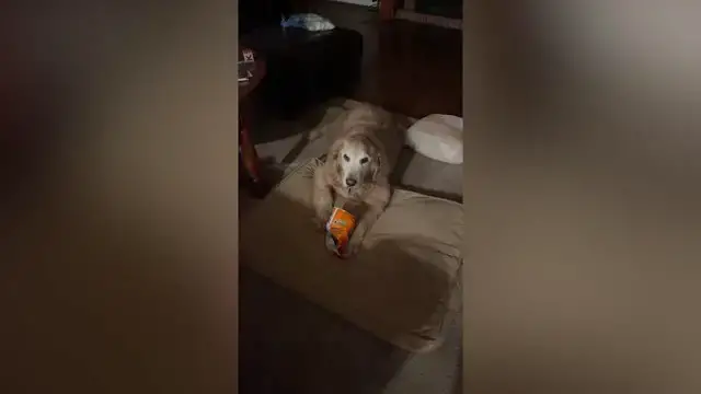 'Video thumbnail for Dog Fiercely Protecting Hot Cheetos Goes Viral | Wild-ish TV'