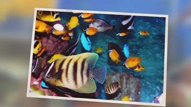 'Video thumbnail for 21 Best algae-eating saltwater fish for a reef tank'