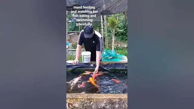 'Video thumbnail for Most Amazing feeling hand feeding koi watching them eating and swimming gracefully #koifish #fish'