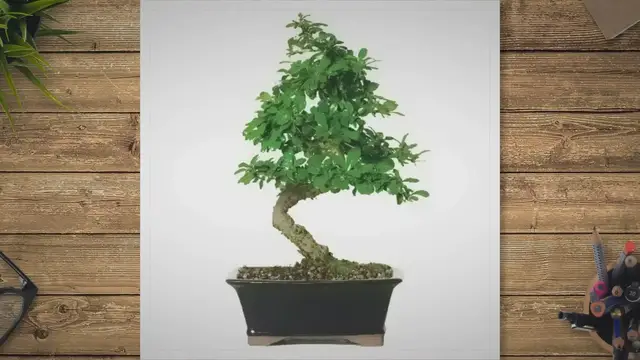 'Video thumbnail for Fukien tea bonsai care'