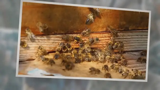 'Video thumbnail for True Meaning And Right Interpretation Of Dreams About Bees'
