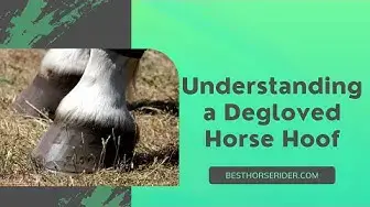 'Video thumbnail for Understanding a Degloved Horse Hoof (Without Cap)'