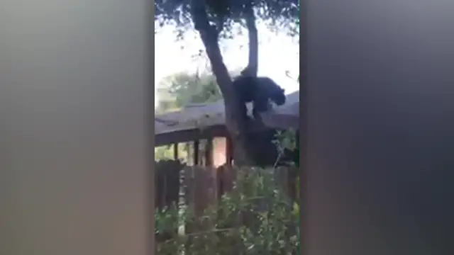 'Video thumbnail for Family Wake To Find Bear On Roof | Wild-ish TV'