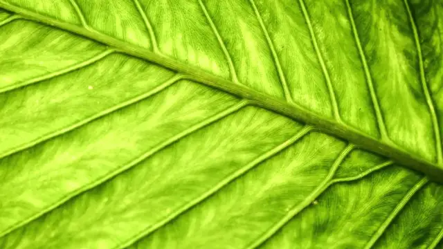 'Video thumbnail for Alocasia Polly Root Rot Fix'