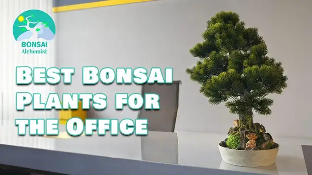 'Video thumbnail for Best Bonsai Plants for the Office'