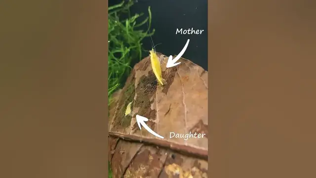 'Video thumbnail for Mother and Daughter Yellow Neocaridina Shimp Feeding on Catappa Leaf'