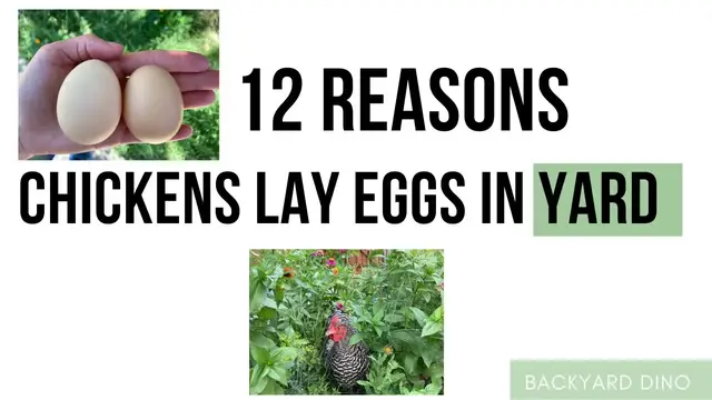 'Video thumbnail for 12 Reasons Why Chickens Lay Eggs in the Yard (and how to fix it)'