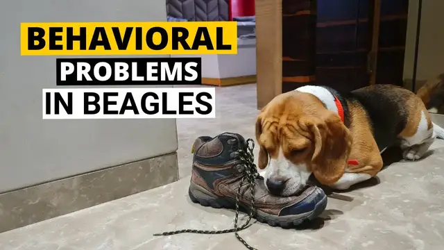'Video thumbnail for 7 Common Behavioral Problems in Beagles and How to Deal with them'
