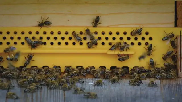 'Video thumbnail for What Does A Honey Bee Eat?'