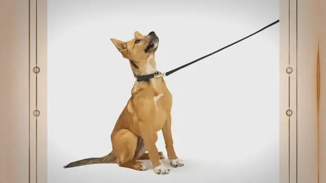 'Video thumbnail for Preventing Dog Choking on Leash'