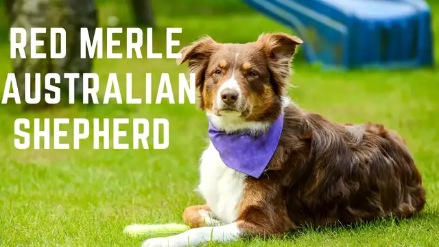 'Video thumbnail for Red Merle Australian Shepherd'