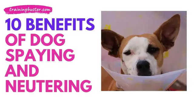 'Video thumbnail for 10 Benefits Of Spaying And Neutering Your Dog Or Puppy (should you do it?)'