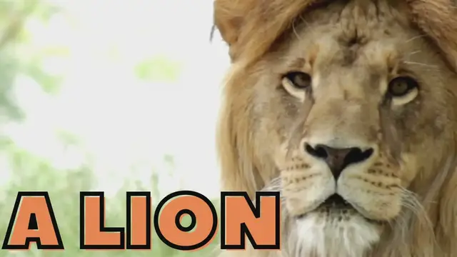 'Video thumbnail for Wolf hybridized with a Lion'