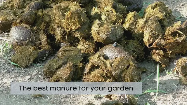 'Video thumbnail for What is the best manure for a garden?'