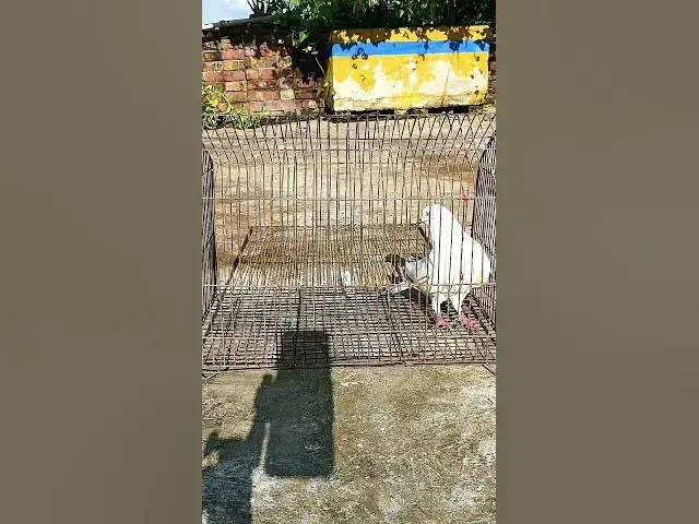 'Video thumbnail for A Pigeon in a Cage 🕊️ | Heart Touching Story'