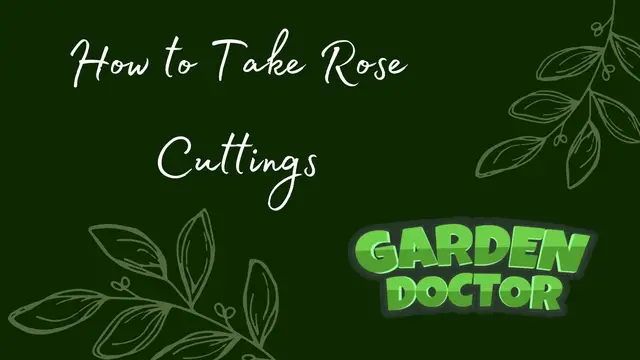 'Video thumbnail for How to Take Rose Cuttings?'