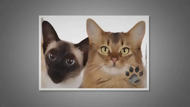 'Video thumbnail for How to Introduce a Siamese Cat to a New Cat in 3 Steps'