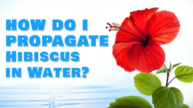 'Video thumbnail for How Do I Propagate Hibiscus in Water?'