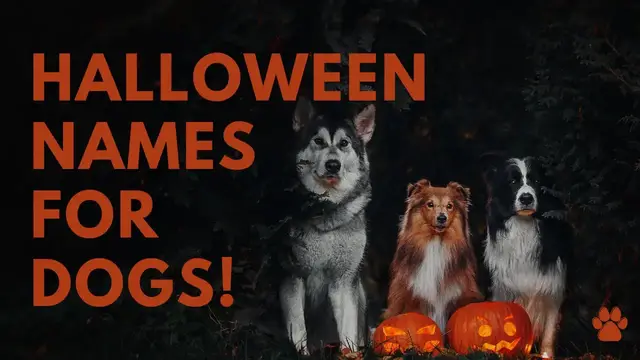 'Video thumbnail for Halloween Names For Dogs 36 TOP & SPOOKY Ideas'
